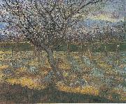 Vincent Van Gogh Flowering orchard with apricot-trees Germany oil painting artist